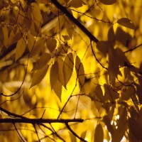 /album/fotogalerij-herfstlandschappen/automne-001-1-jpg/
